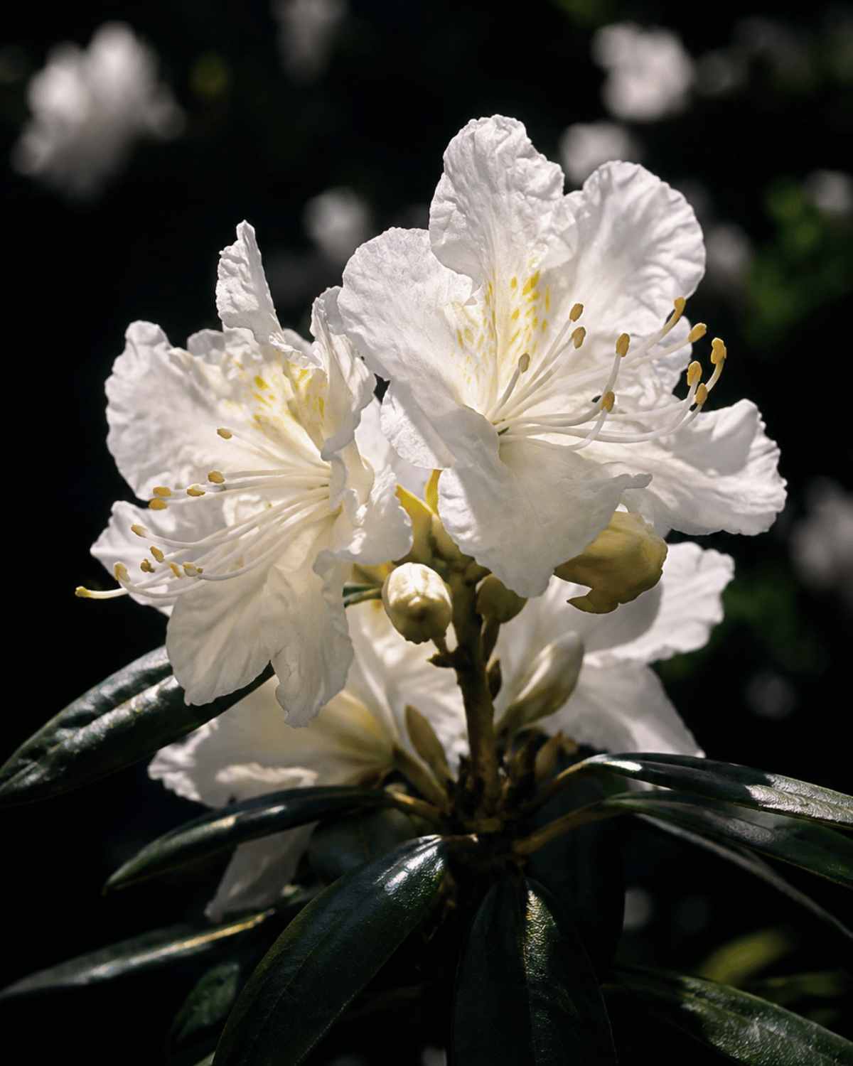 Rhododendron 'Luzi White' (Azalea)