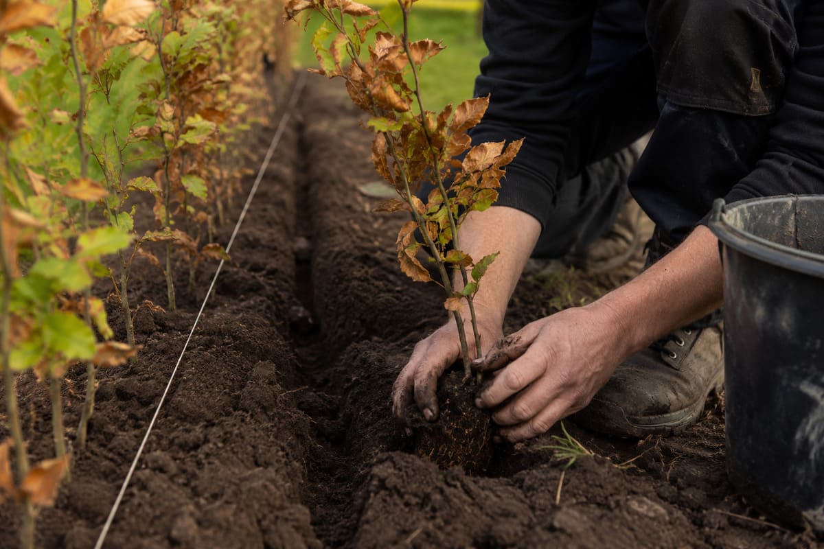 Wat is de beste periode voor het planten van je Beukenhaag