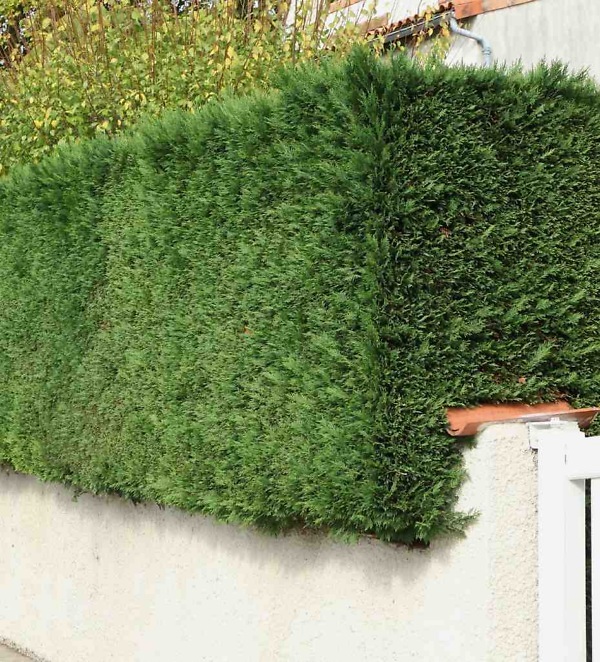 Cipres 'Leylandii' haag – Wintergroene Cupressocyparis 'Leylandii' met dichte, frisgroene naalden | Aalst Tuinplanten.