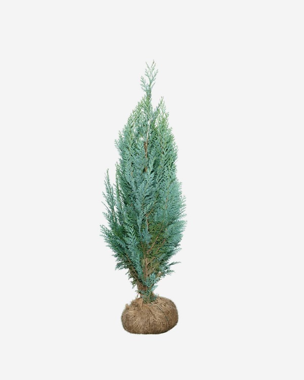 Blauwe Californische Cipres 120-140 cm, bekend als Chamaecyparis lawsoniana ‘Columnaris Glauca'. Rechtstreeks van de kweker, snel en eenvoudig te bestellen.