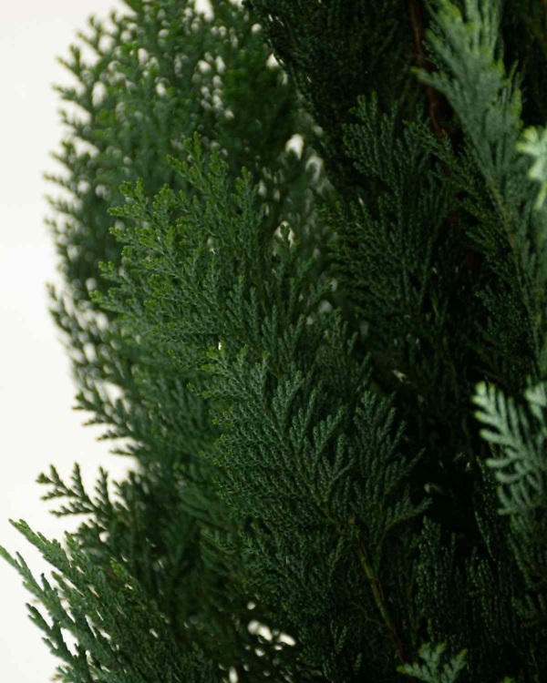 Blauwe Californische Cipres – Wintergroene Chamaecyparis lawsoniana ‘Columnaris Glauca’ met blauwgroene naalden en slanke, opgaande groei | Aalst Tuinplanten.