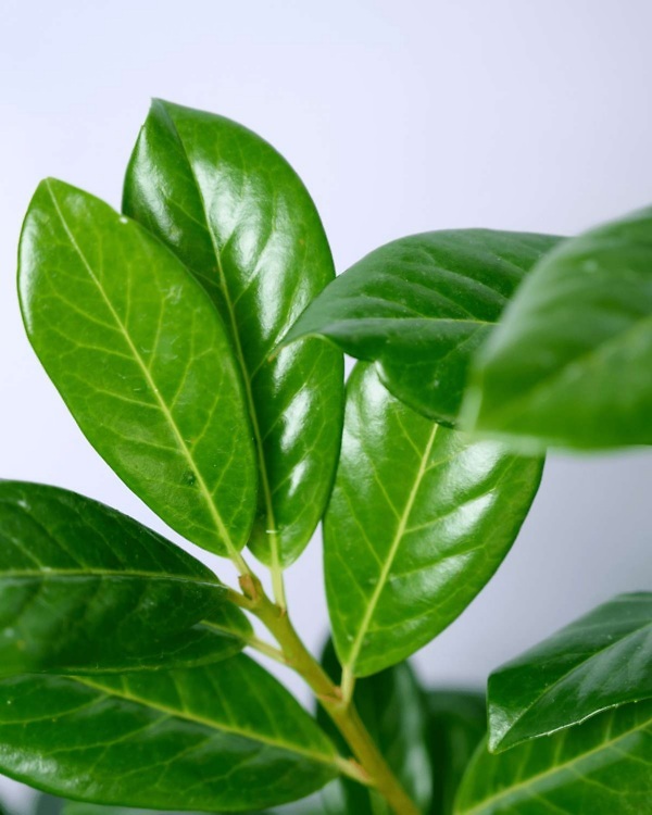 Laurier ‘Rotundifolia’ – Wintergroene Prunus laurocerasus ‘Rotundifolia’ met dichte, frisgroene bladeren | Aalst Tuinplanten.