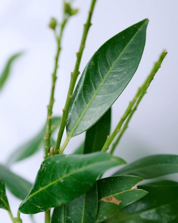Laurier 'Genolia' – Wintergroene Prunus laurocerasus 'Genolia' met dichte, frisgroene bladeren | Aalst Tuinplanten.