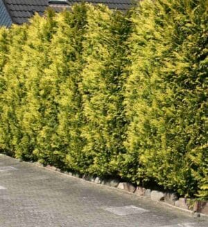 Gele Californische cipres ‘Ivonne’ haag – Chamaecyparis lawsoniana met volle, goudgele naalden en een dichte groei voor optimale privacy