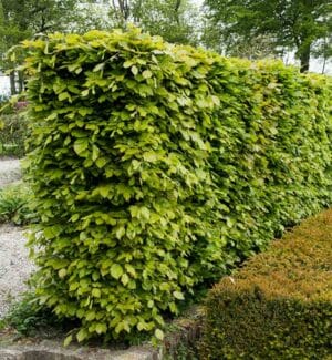 Groene beuk haag (Fagus sylvatica) met frisgroen blad – Sterke en veelzijdige haagplant van Aalst Tuinplanten.