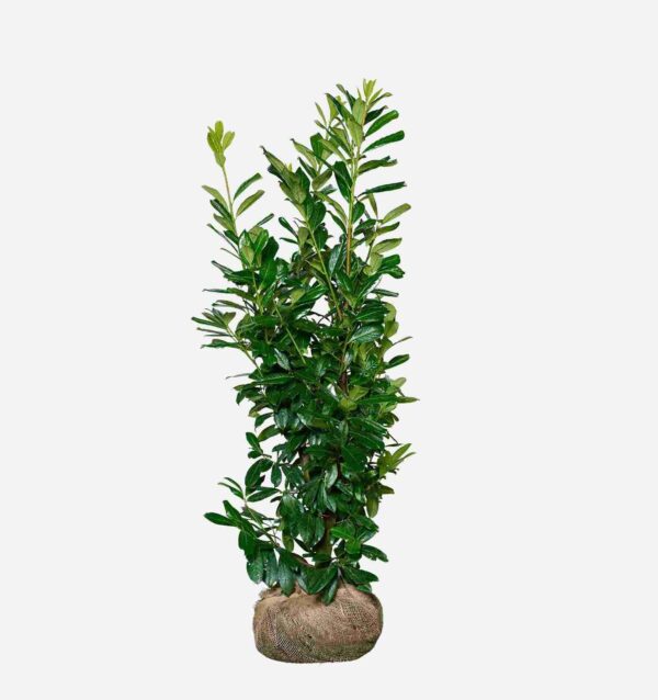 Laurier 'Novita' 120-140 cm, bekend als Prunus laurocerasus 'Novita'. Rechtstreeks van de kweker, snel en eenvoudig te bestellen.