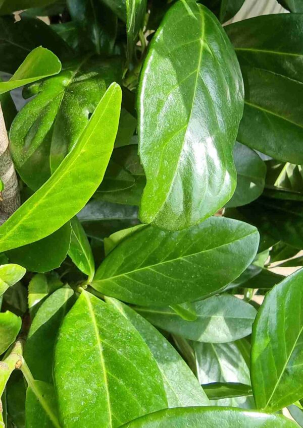 Laurier ‘Novita’ – Wintergroene Prunus laurocerasus ‘Novita’ met dichte, frisgroene bladeren | Aalst Tuinplanten.