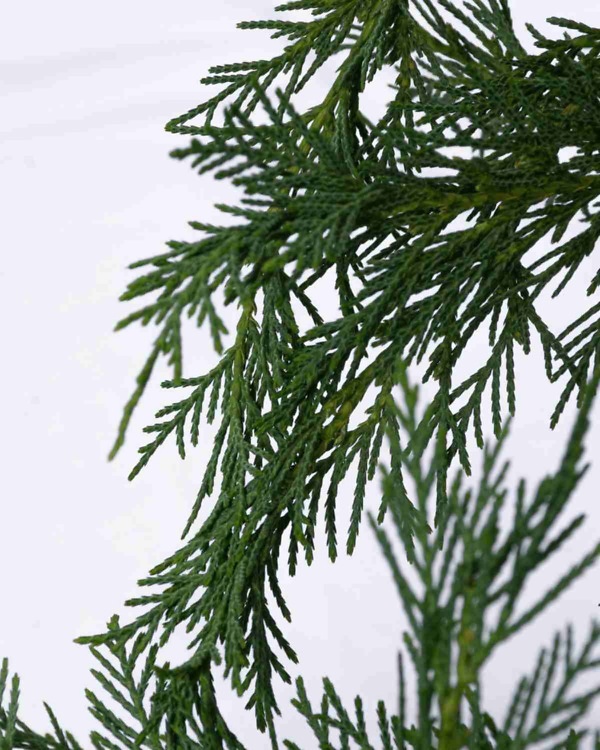 Cipres 'Leylandii' – Wintergroene Cupressocyparis 'Leylandii' met dichte, frisgroene naalden | Aalst Tuinplanten.