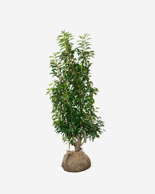 Portugese laurier 100-120 cm, bekend als Prunus lusitanica 'Angustifolia'. Rechtstreeks van de kweker, snel en eenvoudig te bestellen.