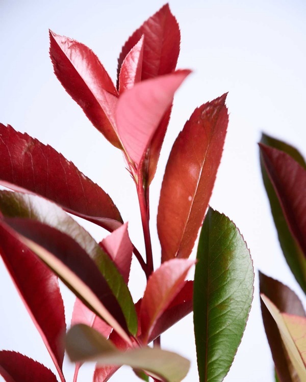 Glansmispel 'Red Robin' – Wintergroene Photinia Fraseri 'Red Robin' met glanzend blad en opvallend rood uitlopend nieuw schot | Aalst Tuinplanten.