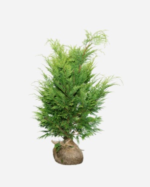 Gele Californische Cipres 80-100 cm, bekend als Chamaecyparis lawsoniana ‘Ivonne’. Rechtstreeks van de kweker, snel en eenvoudig te bestellen.