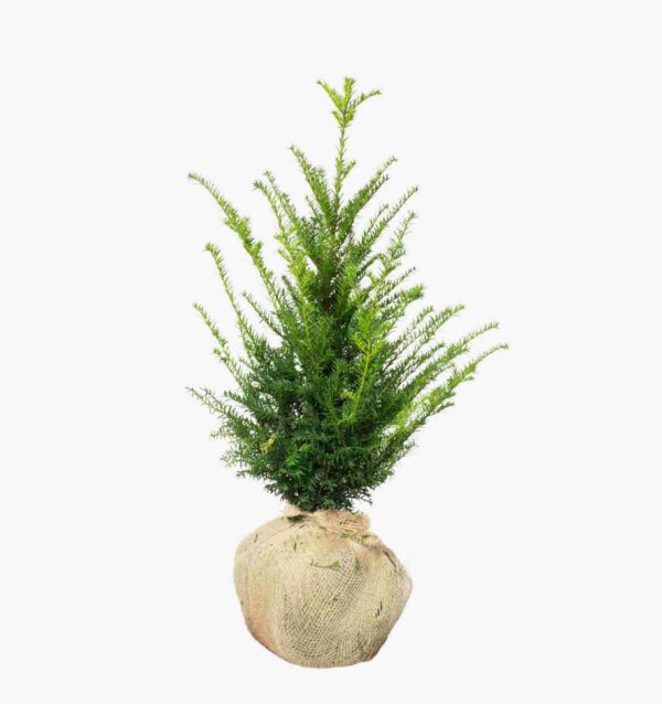 Taxus ‘Baccata’ 80-100 cm, bekend als Venijnboom 'Baccata'. Rechtstreeks van de kweker, snel en eenvoudig te bestellen.