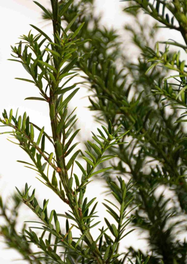 Taxus ‘Baccata’ – Wintergroene venijnboom 'Baccata' met dichte, frisgroene naalden | Aalst Tuinplanten.