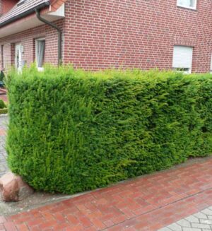 Venijnboom 'Hicksii' haag – Wintergroene Taxus Media 'Hicksii' met opgaande groei, fijne naalden en dichte vertakking | Aalst Tuinplanten.