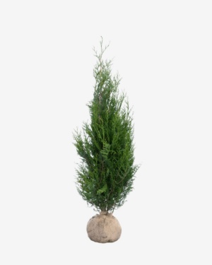 Thuja ‘Atrovirens’ 140-160 cm, bekend als Thuja plicata ‘Atrovirens’. Rechtstreeks van de kweker, snel en eenvoudig te bestellen.