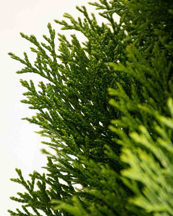 Levensboom 'Smaragd' – Wintergroene Thuja occidentalis ‘Smaragd’ met dichte vertakking en opgaande, zuilvormige groei | Aalst Tuinplanten.