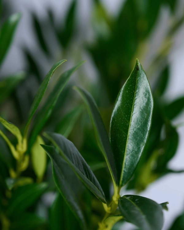 Laurier 'Caucasica' – Wintergroene Prunus laurocerasus 'Caucasica' met smal, donkergroen blad en opgaande groeivorm | Aalst Tuinplanten.